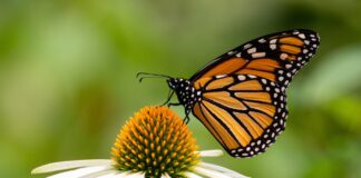 butterfly