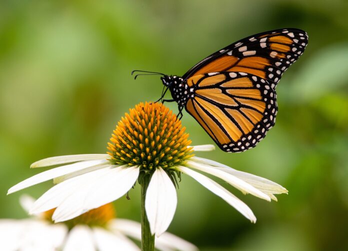 butterfly butterfly