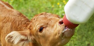 calf with bottle