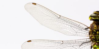 dragonfly