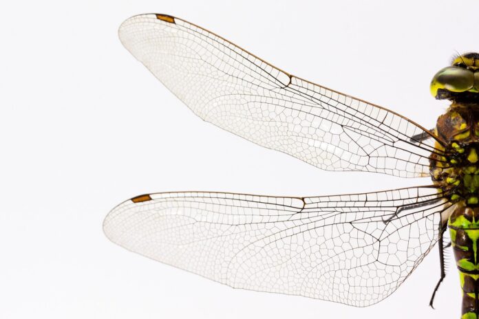 dragonfly dragonfly