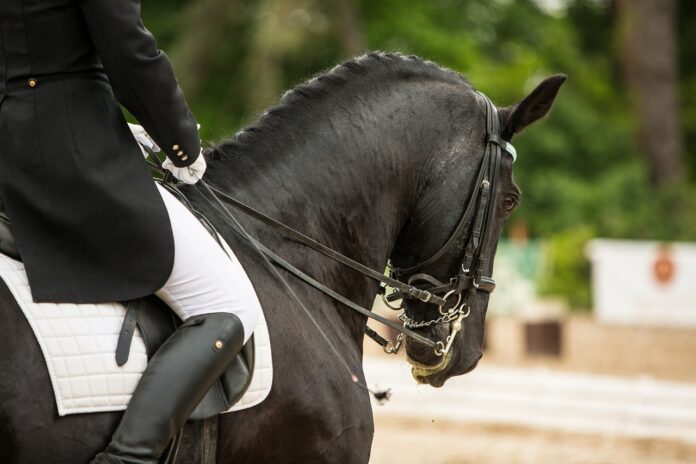 dressage horse dressage horse