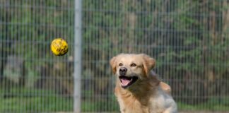 golden retriever