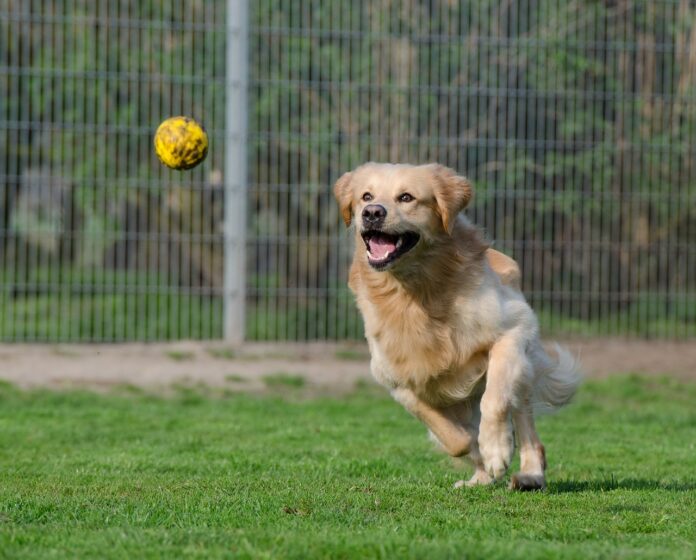 golden retriever golden retriever