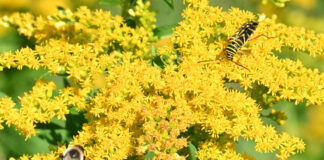 golden rod with bugs