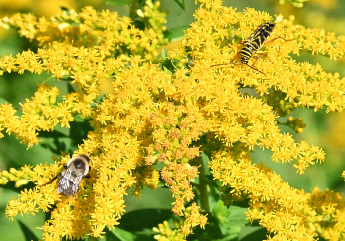 golden rod with bugs golden rod with bugs