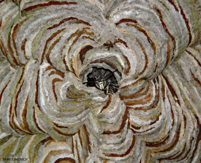 hornet nest patterns