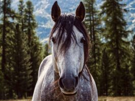 horse