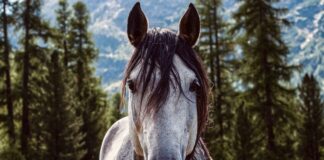 horse