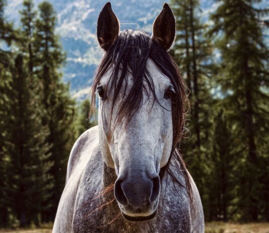 horse
