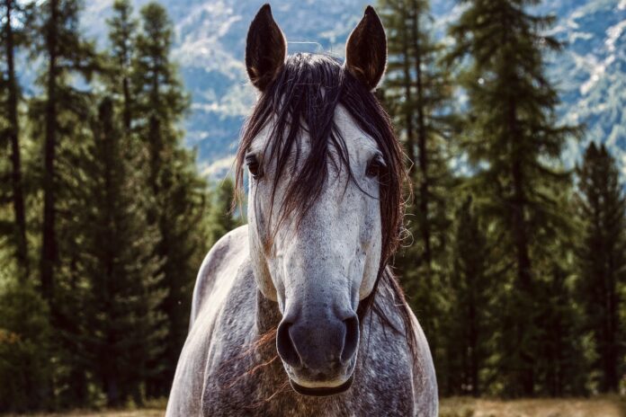 horse horse