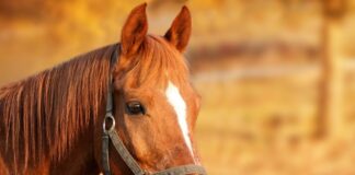 horse