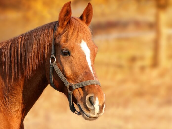 horse horse