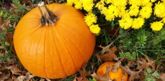 mums and pumpkin