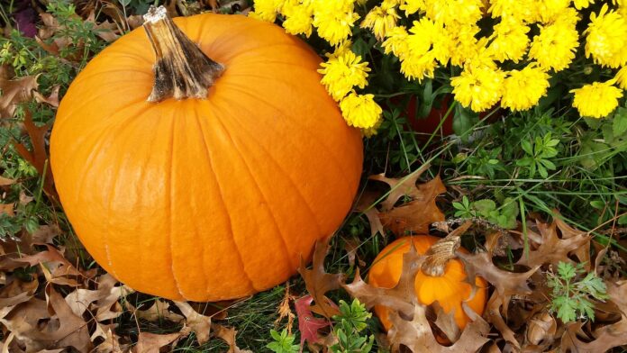 mums and pumpkin mums and pumpkin