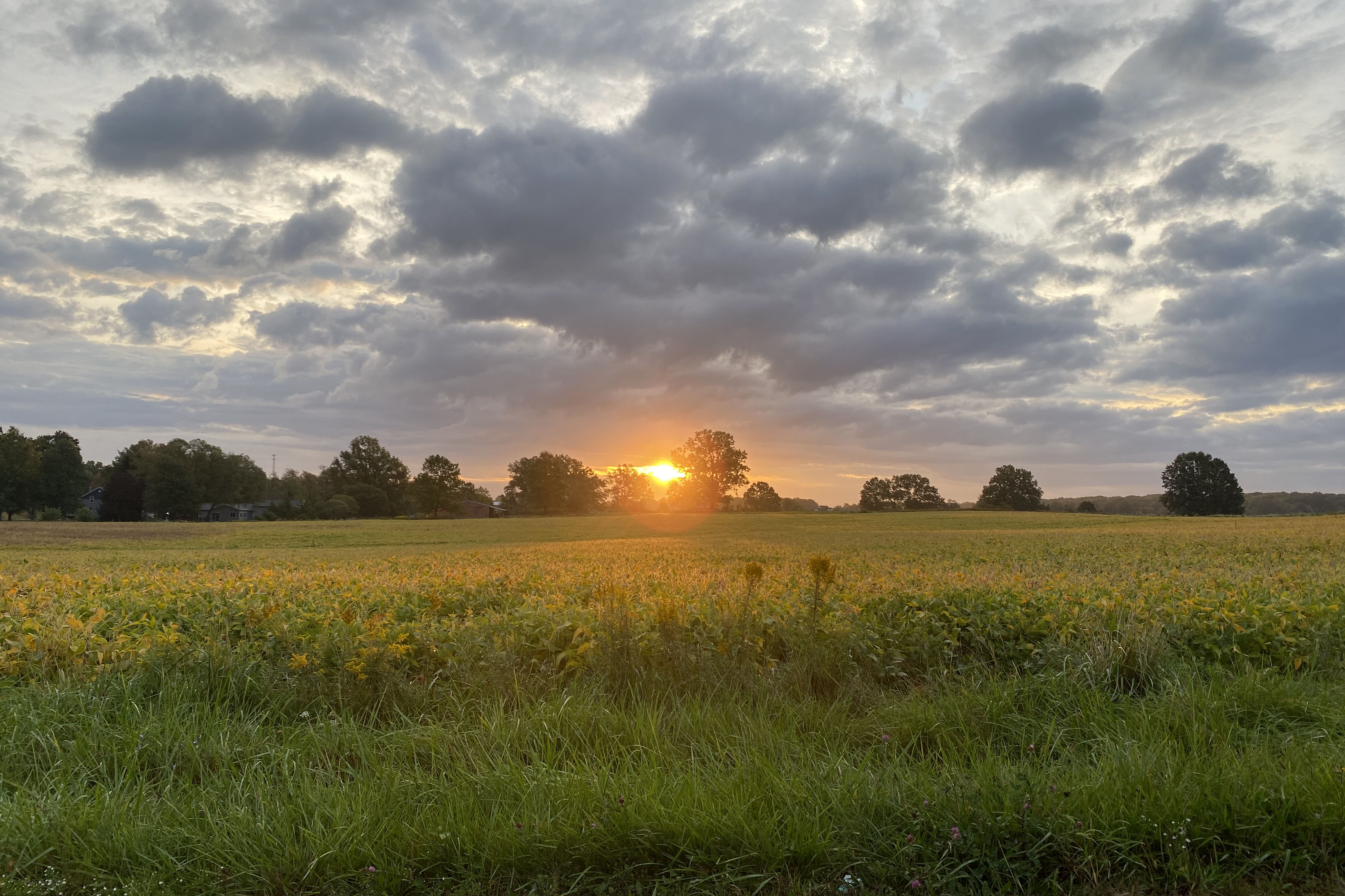 ohio soybeans ohio soybeans