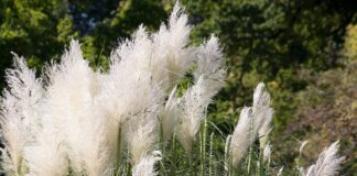 ornamental grass