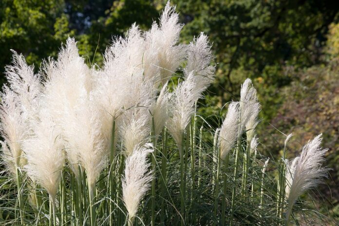 ornamental grass ornamental grass