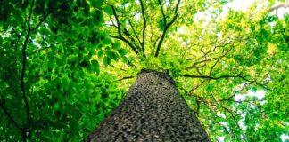 tree trunk