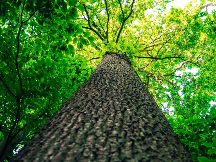tree trunk tree trunk