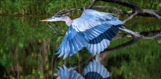 great blue heron