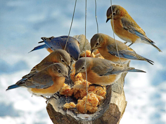 bluebirds at feeder bluebirds at feeder