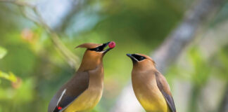 cedar waxwings
