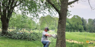 chainsawing a tree