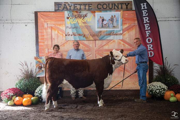 champion hereford heifer