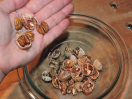cracked nuts