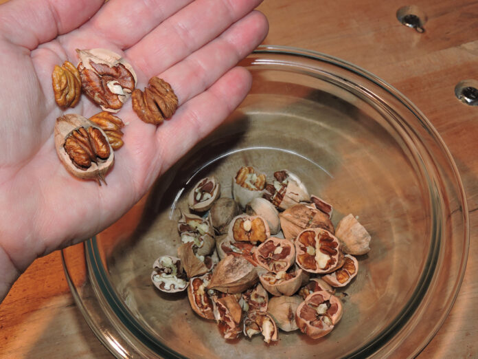cracked nuts cracked nuts