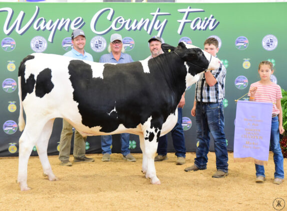 Reserve Champion Dairy Steer