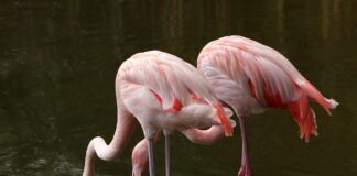 flamingos