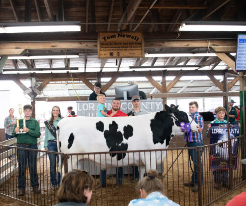 Grand Dairy Steer