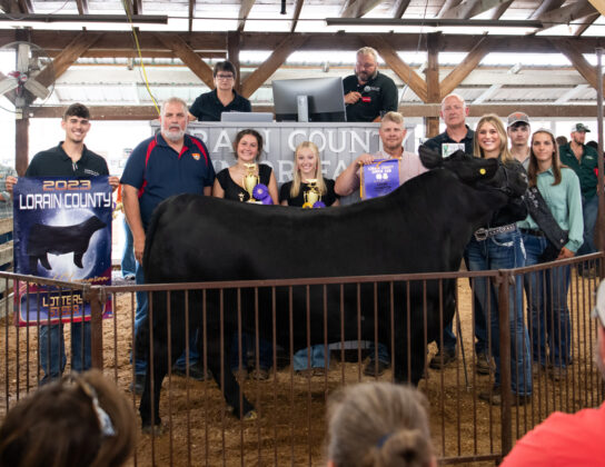 Grand Lottery Steer
