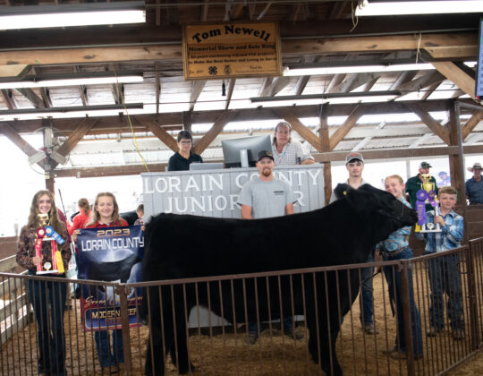Grand Modern Steer