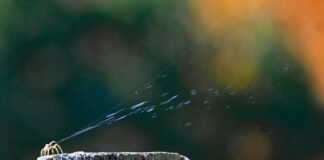 spider releasing gossamer