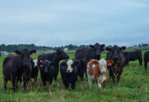 NCBA provides internships in Denver and D.C. more cows