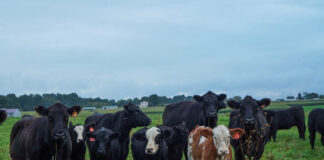 more cows