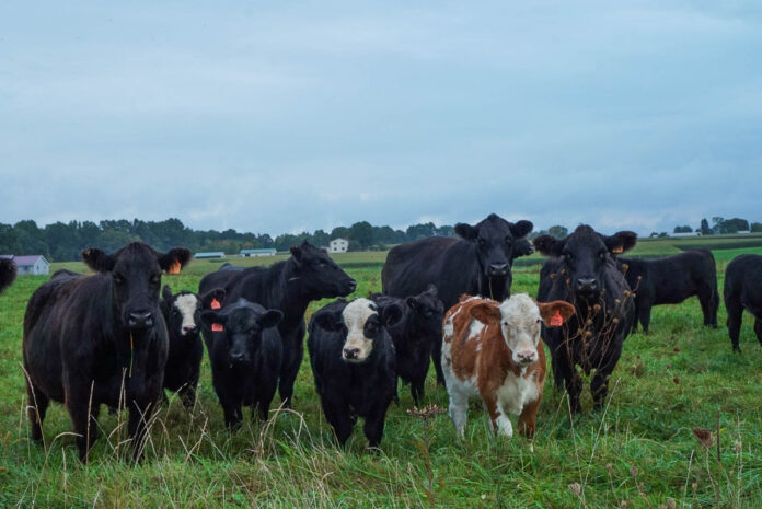 more cows more cows
