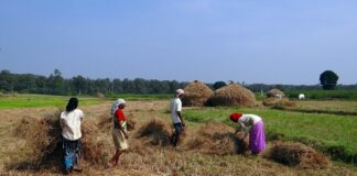 rice harvest in India
