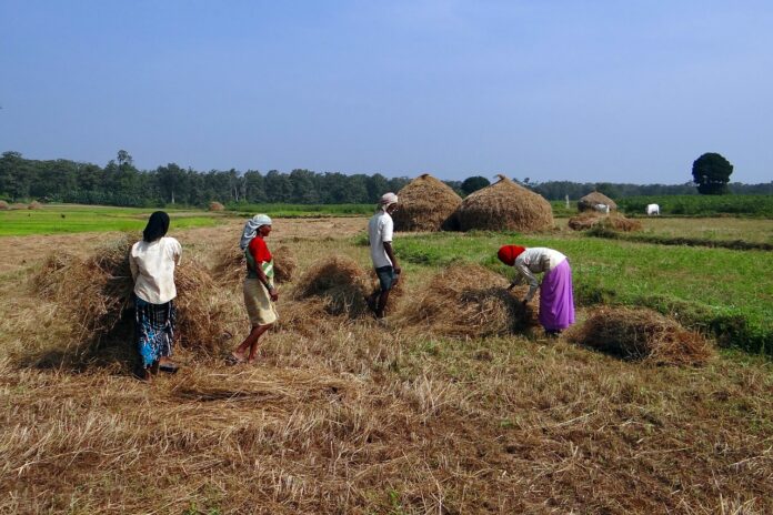 rice harvest in India rice harvest in India