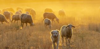 sheep dog