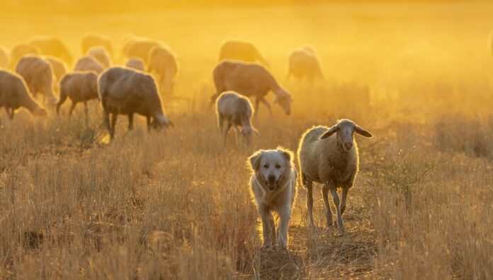 sheep dog sheep dog