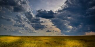 wheat field