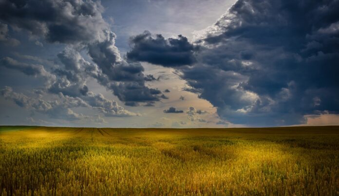 wheat field wheat field