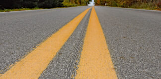 woolly bear on the road