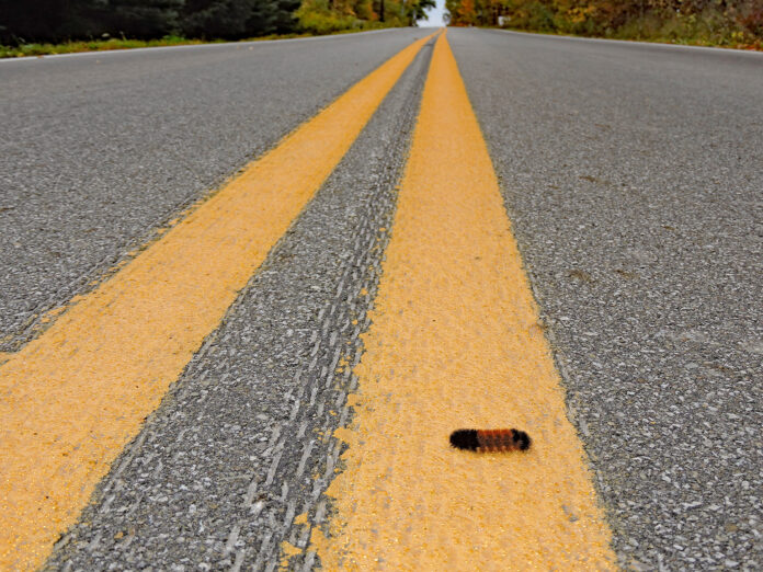 woolly bear on the road woolly bear on the road