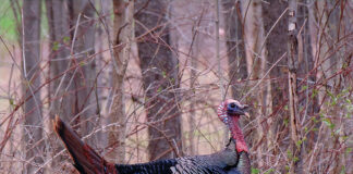 A tom turkey displays his plumage