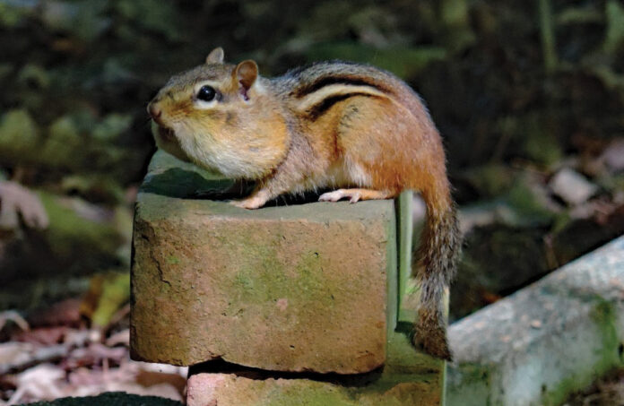 Chipmunk